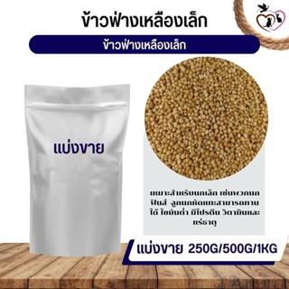 ฟ่างเหลืองเม็ดเล็ก Yellow Sorghum อาหารนก กระต่าย หนู กระต่าย กระรอก ชูก้า และสัตว์ฟันแทะ (แบ่งขาย 250G / 500G / 1KG)