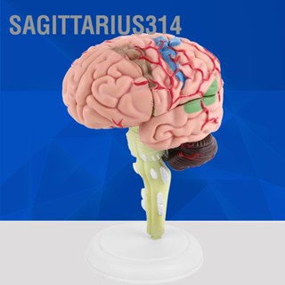 Sagittarius314 1 ชิ้นถอดกายวิภาคสมองมนุษย์รุ่นเครื่องมือการสอนทางการแพทย์ของเล่น