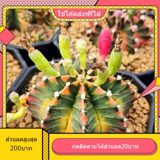 เมล็ดGymnoด่างมิกซ์ 1หลอด ได้150เมล็ด+++