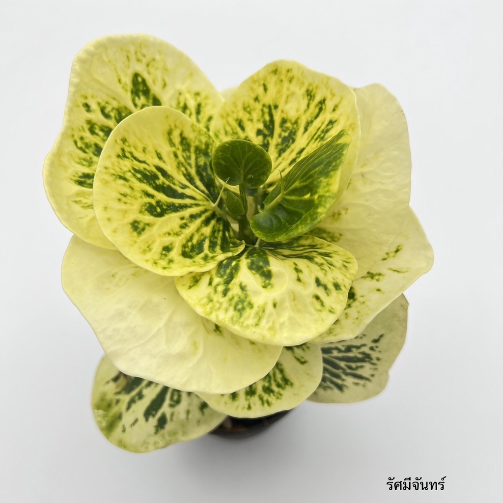 มุมมอง 2