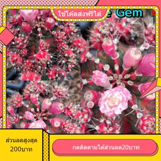 เมล็ด Rose Gem 1หลอด ได้150เมล็ด+++