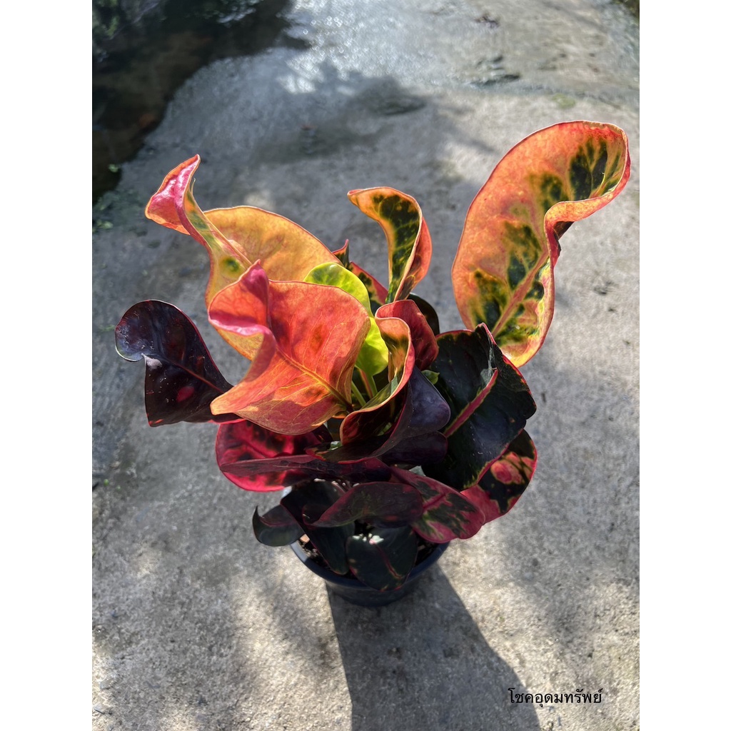 มุมมอง 2