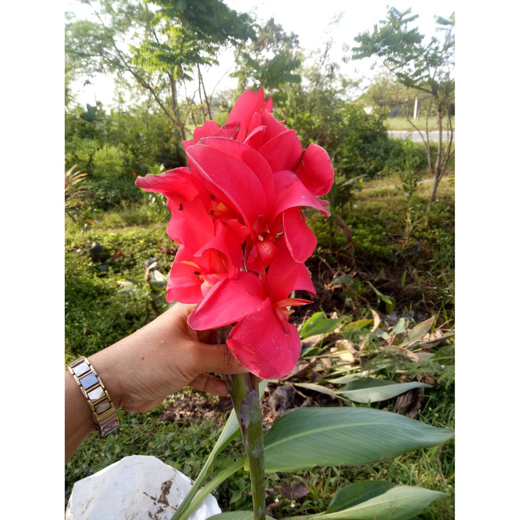 พุทธรักษาชมพูบานเย็น 1หน่อ(ตัดใบล้างราก)ไม้มงคล หน่อ เหง้า ต้นพุทธรักษา พุทธรักษาสีชมพู