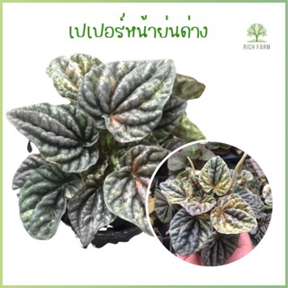 เปปเปอร์หน้าย่น ใบด่างPeperomia Caperata Variegata (Pink Lady) ต้นไม้มงคลไม้ประดับใบสวย ส่งพร้อมกระถาง