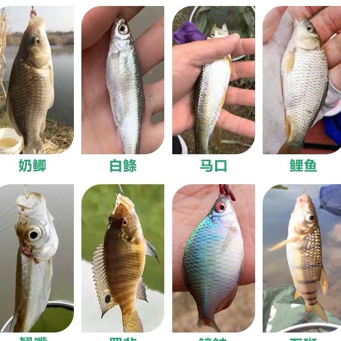 ลอยปลาลอยวัตถุขนาดเล็กสายการประมงชุดวัตถุขนาดเล็กลอยวัตถุไมโครลอยตกปลากลุ่มปากสตรีมตกปลาชุดหมุนลอยปลาลอย ราคา ถูกที่สุด ดีลบีเคเค แกลเลอรีภาพที่ 4