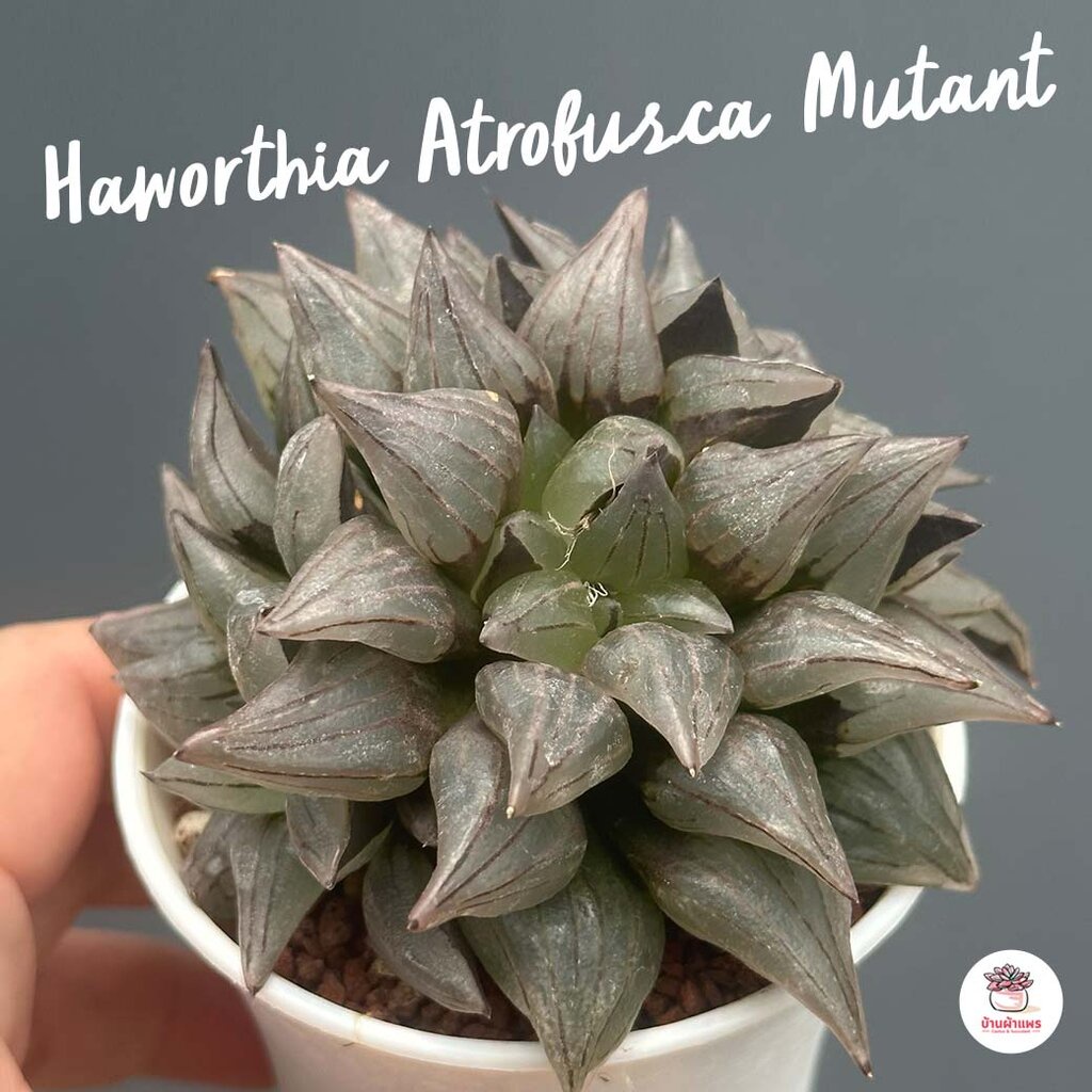 Haworthia Atrofusca Mutant ฮาโวเทีย ไม้อวบน้ำ กุหลาบหิน cactus&amp;succulentหลากหลายสายพันธุ์