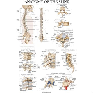 โปสเตอร์ แผนภูมิกายวิภาคศาสตร์ กระดูกสันหลัง ลามิเนต