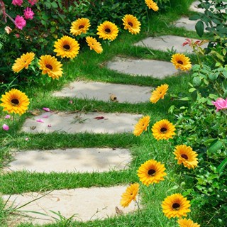 Piqging ช่อดอกทานตะวัน หลายแตงกวา สําหรับตกแต่งสวน 5 ชิ้น