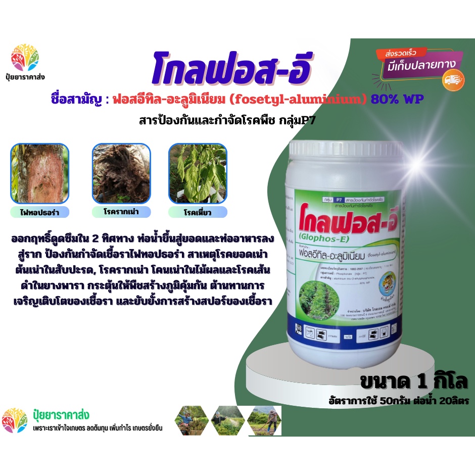 ฟอสอีทิล-อะลูมิเนียม โกลฟอส-อี 1กิโล ออกฤทธิ์ดูดซึมใน 2 ทิศทาง ท่อน้ำขึ้นสู่ยอดและท่ออาหารลงสู่ราก 
 เชื้อราไฟทอปธอร่า