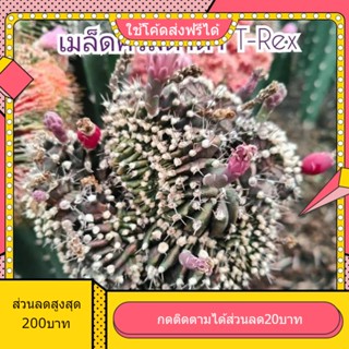 เมล็ด T-Rexคริสตาต้า 1หลอด ได้150เมล็ด+++