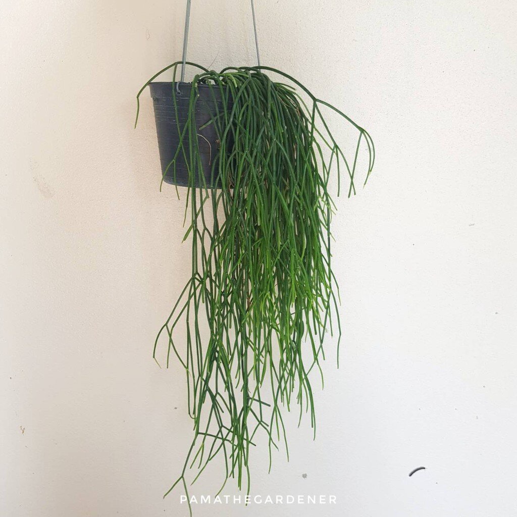 มุมมอง 4