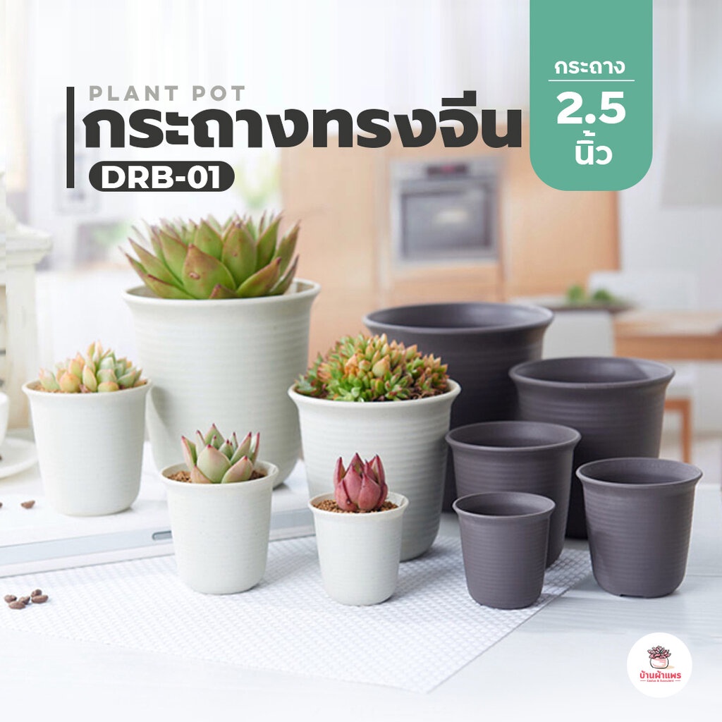 [ DRB-01 ] กระถางทรงจีน 2.5 นิ้ว กระถางพลาสติก แคคตัส กระบองเพชร ไม้อวบน้ำ Cactus&Succulent