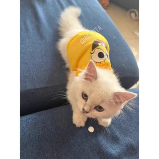 B 🇹🇭พร้อมส่ง🇹🇭 🎽XSเล็ก-6XLใหญ่เสื้อกล้ามผ้าตาข่ายแฟชั่นน่ารักใส่สบาย for pet เสื้อสุนัข ชุดหมา แมว