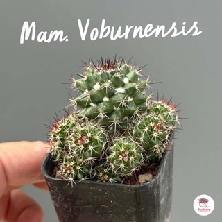 Mammillaria Voburnensis แคคตัส กระบองเพชร cactus&amp;succulent