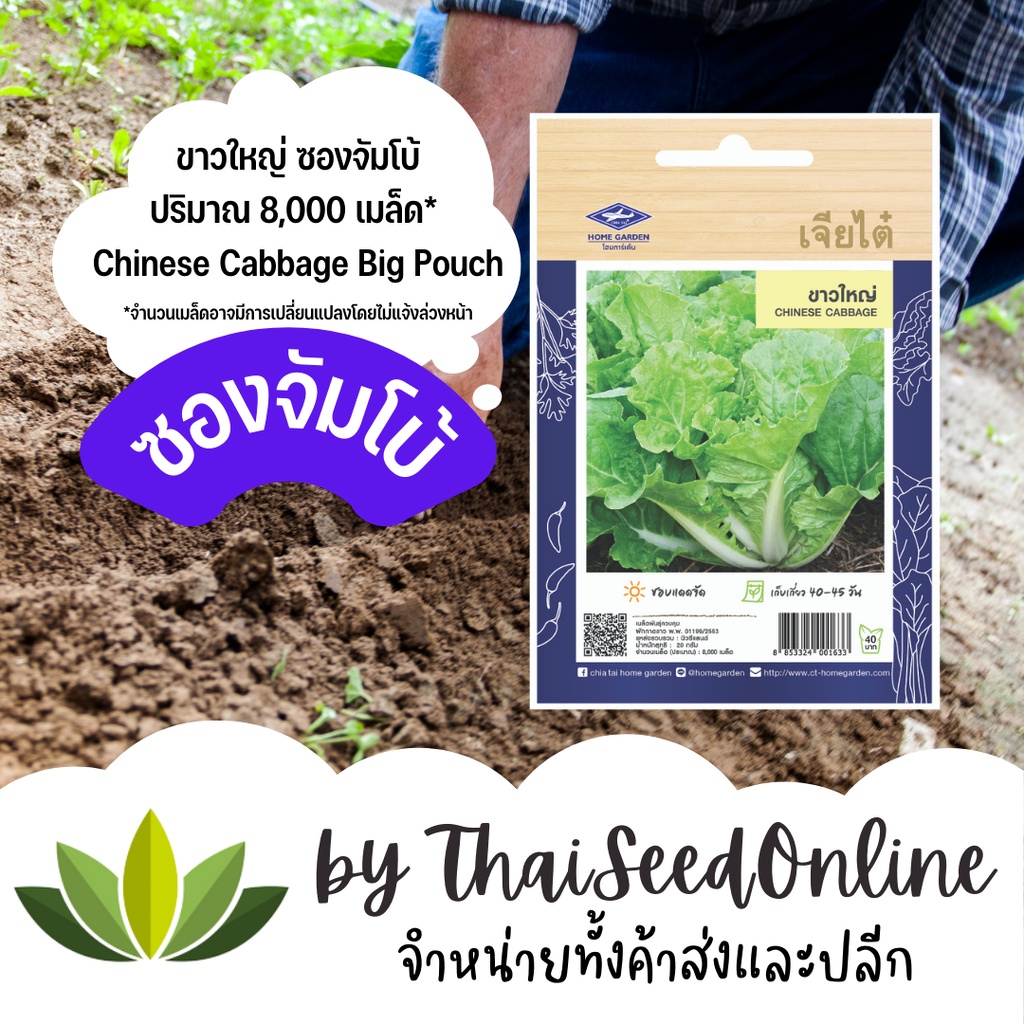 8/69 เมล็ดพันธุ์ ผักกาด ขาวใหญ่ 8,000 เมล็ด ซองจัมโบ้ ตราเจียไต๋ Chinese Cabbage