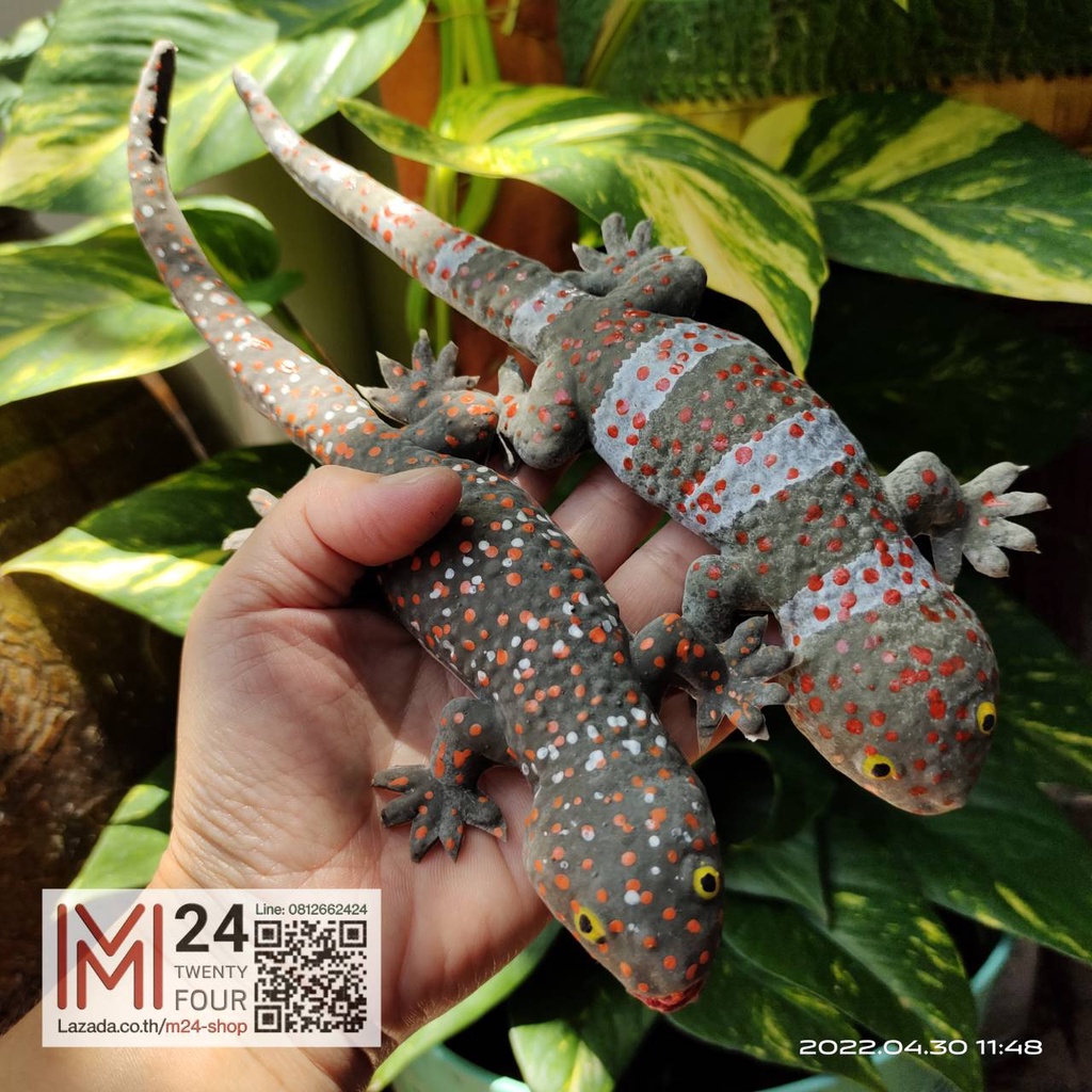(1 ตัว) ยาว 25 ซ.ม. ตุ๊กแกปลอม ตุ๊กแกยาง ตุ๊กแก สัตว์ปลอม ฮาโลวีน fake gecko animal halloween m24