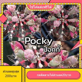 เมล็ด Pokky 1หลอด ได้150เมล็ด+++