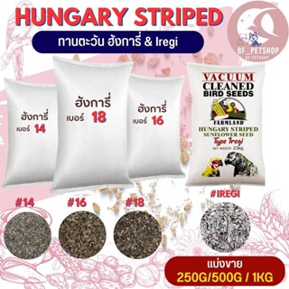 Hungary ทานตะวัน ฮังการี่นอก สินค้าสะอาด สดใหม่ #14 16 18 iregi (แบ่งขาย 250G/500G/1KG)