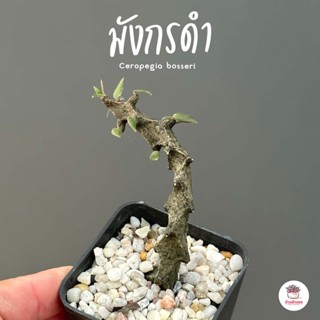 มังกรดำ Ceropegia bosseri แคคตัส กระบองเพชร cactus&amp;succulent