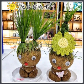 สปอตสินค้า! ! ง่ายที่สุดในการเลี้ยงตุ๊กตาหัวหญ้า DIY และตุ๊กตาหัวหญ้า