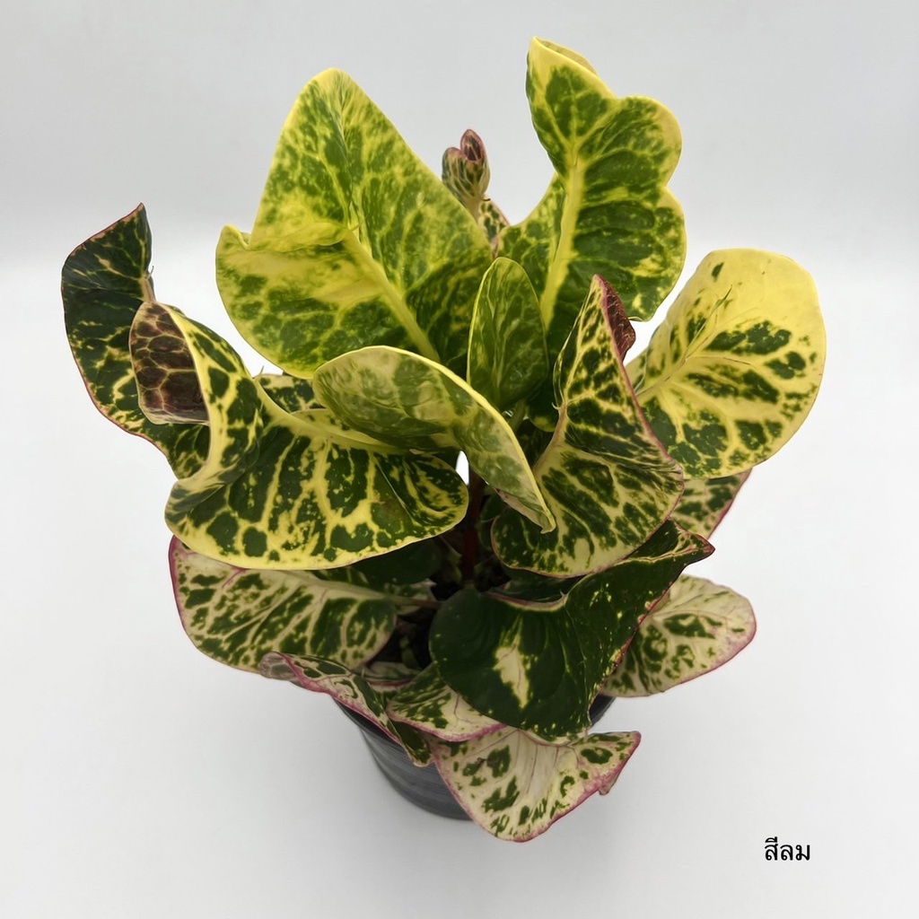 มุมมอง 2