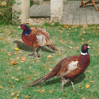 【VARSTR】Garden Ornament Simulation Chicken Wildlife Animal Statue 2pcs Acrylic