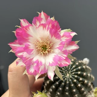 อิชินอปซิส & โลบิเวีย Echinopsis & Lobivia แคคตัส กระบองเพชร cactus&succulent
