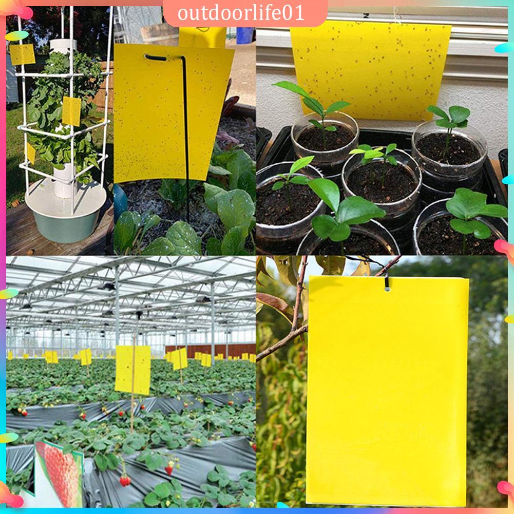50PCS กับดักแมลง แผ่นกาวดักแมลง ขนาด 20*10CM. ดักแมลง เพลี้ย แมลงหวี่ขาว โรงเรือน ผักสวนครัว ไม้ดอก ไม้ประดับ