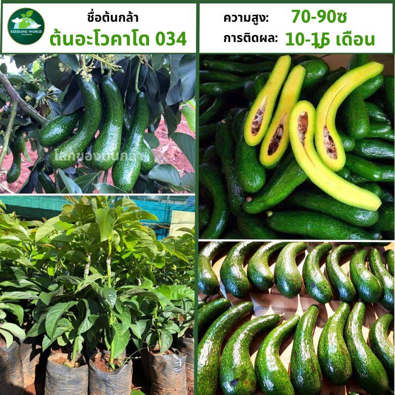 [โรคและแมลงศัตรูพืชน้อยมาก] ต้นอะโวคาโดยาว 304 ต้นแข็งแรง ผลอร่อย กลิ่นหอมมาก แมลงศัตรูพืชน้อยและผลต้นไม่ดูแลมาก พืชที่ป