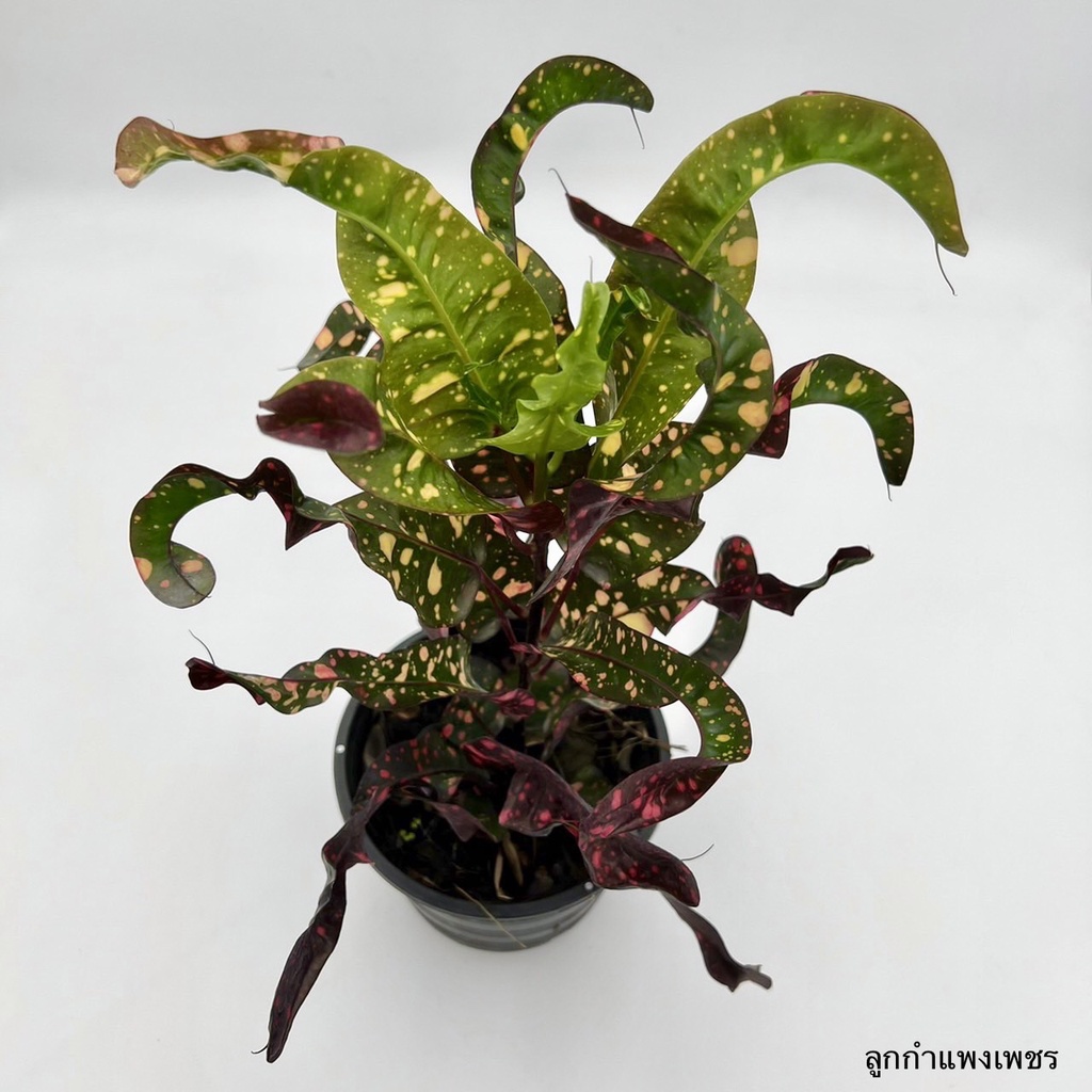 มุมมอง 2