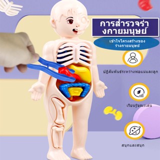 แบบจำลองโครงสร้างอวัยวะของมนุษย์DIYประกอบขึ้นSTEAMของเล่นเด็กปฐมวัยทางการแพทย์-P01245