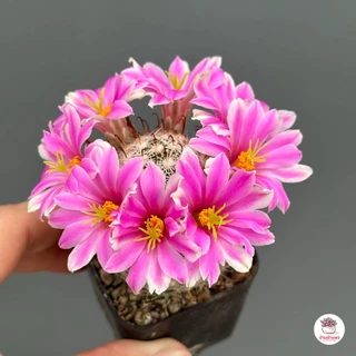 Mammillaria Insularis แคคตัส กระบองเพชร cactus&succulent
