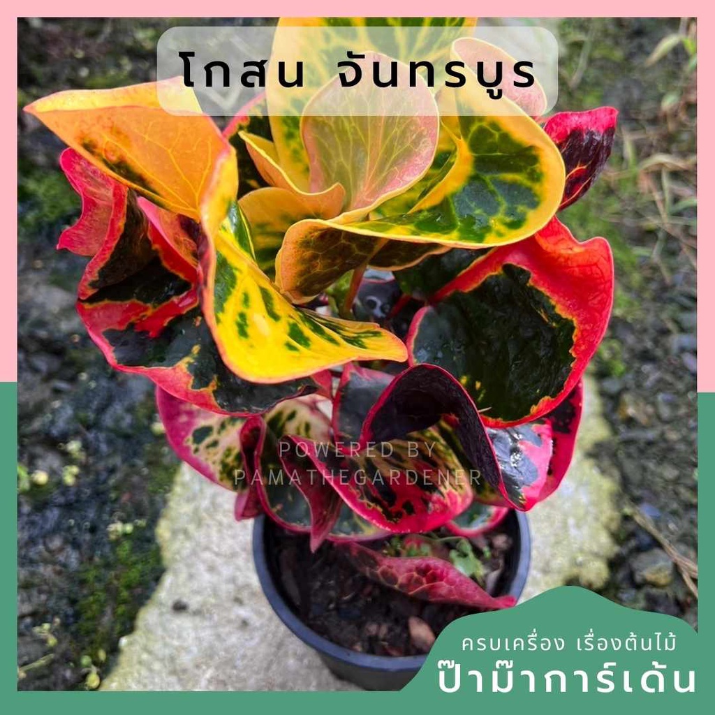 โกสนจันทบูร ส่งพร้อมกระถาง 6 นิ้ว