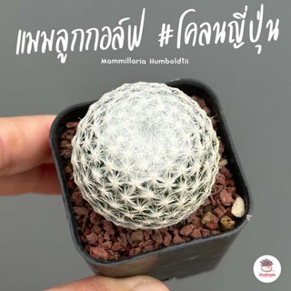 แมมลูกกอล์ฟ #โคลนญี่ปุ่น Mammillaria Humboldtii แคคตัส กระบองเพชร cactus&amp;succulent