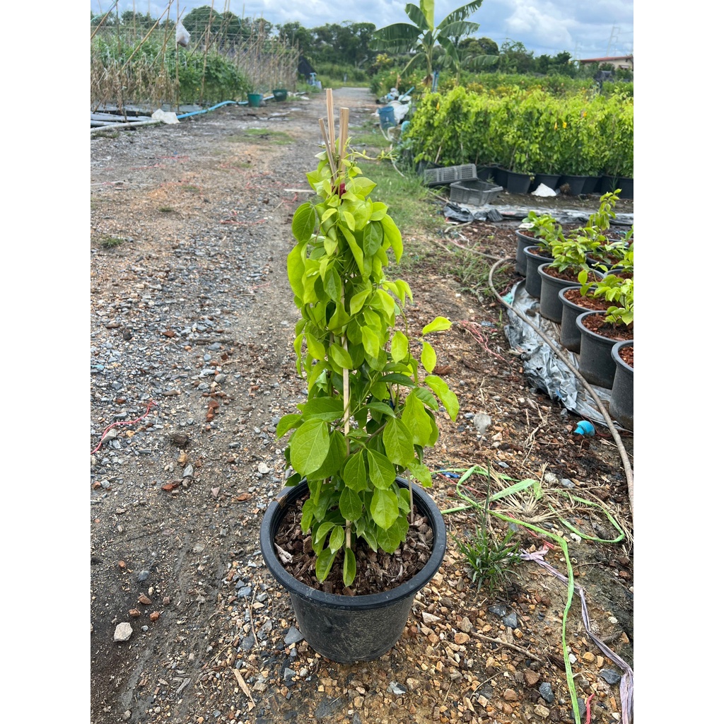 มุมมอง 2