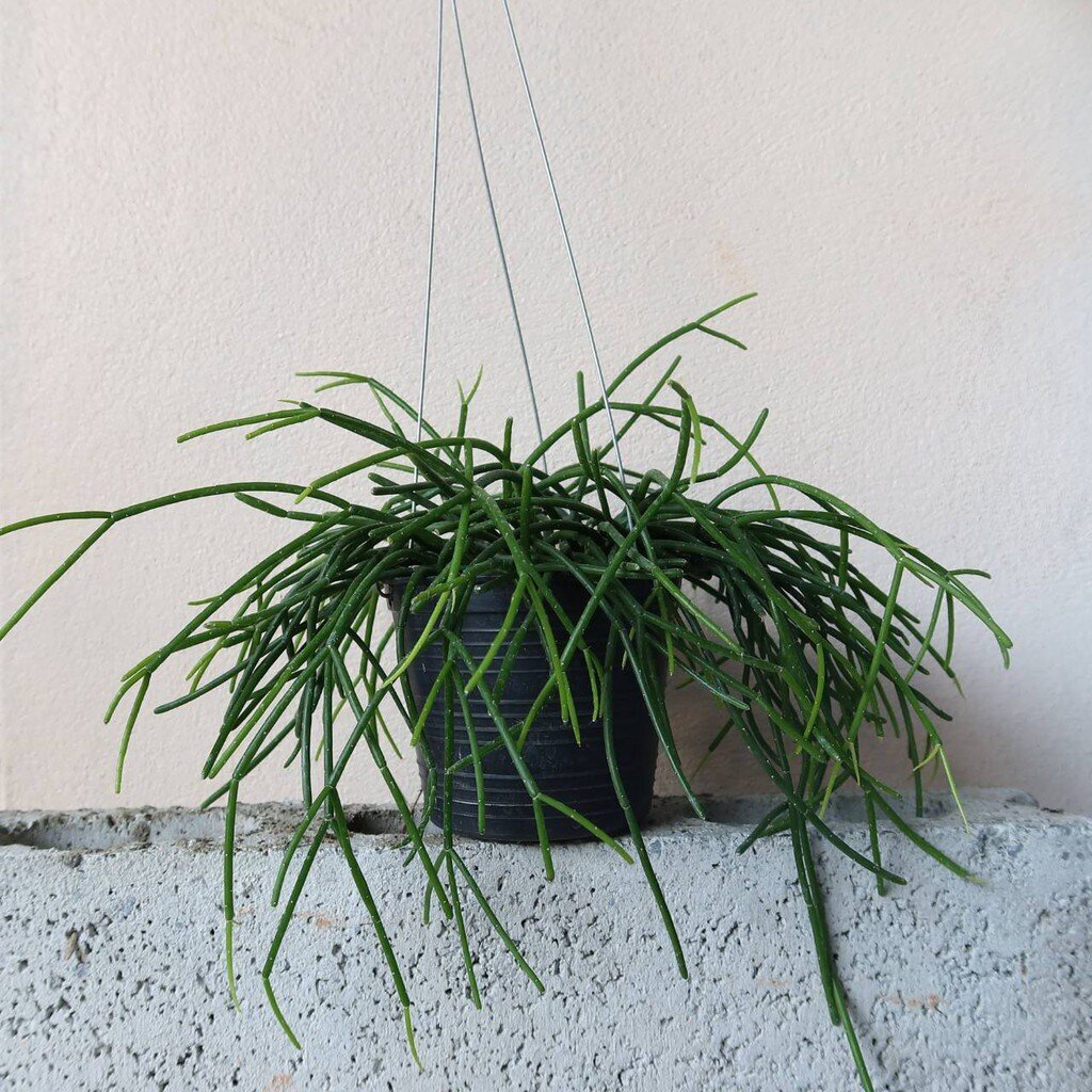 มุมมอง 2