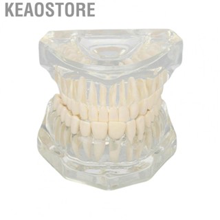 Keaostore Transparent Dental Model Clear Structure Educational  Display Model.