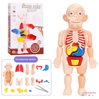 ชุดของเล่นเพื่อการศึกษา DIY อวัยวะของร่างกายเครื่องมือการสอนยา 3D Montessori Puzzle Human Body Anatomy Model [N/16]