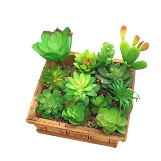 Succulents ดอกไม้ อุปกรณ์จัดดอกไม้