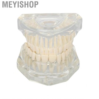 Meyishop Dental  Model Robust Teaching Clear Structure