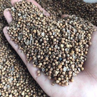 เมล็ดพันธุ์ผักชีไทย เม็ดผักชี ขนาด 1 กิโลกรัม Coraninder seed / ลูกผักชี เมล็ดผักชี เมล็ดผักชีนำมาใช้เป็นเครื่องเทศ ล...