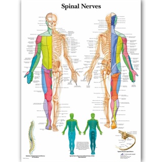 Wangart Spinal Nerves Char โปสเตอร์ภาพวาดผ้าใบ สําหรับหมอ 0305