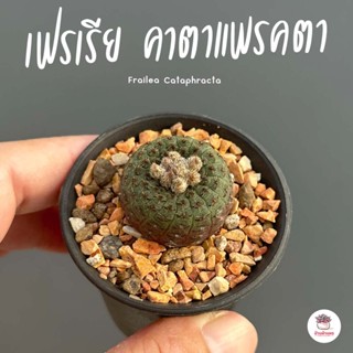 เฟรเรีย คาตาแพรคตา Frailea Cataphracta ไม้อวบน้ำ กุหลาบหิน cactus&amp;succulent