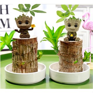 ขายตรงจากโรงงาน ฟิกเกอร์ตุ๊กตา Groot รูปกระถางต้นไม้ ขนาดเล็ก QFN1