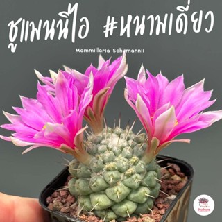 แมมมิลลาเรีย ชูแมนนิไอ #หนามเดี่ยว Mammillaria Schumannii แคคตัส กระบองเพชร cactus&amp;succulent