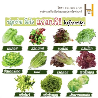 เมล็ดพันธุ์ ผักสลัด (Lettuce Seed) บรรจุ 200-800 เมล็ด ผักหลากหลาย