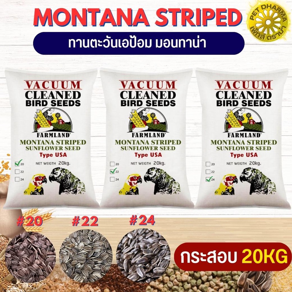 ทานตะวันเอป้อม MONTANA สินค้าสะอาด ได้คุณภาพ #20,22,24 กระสอบ 20 KG