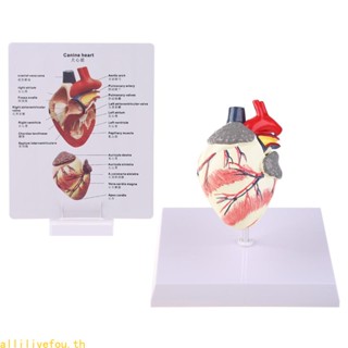 Live โมเดลอวัยวะหัวใจ ช่วยการเรียนรู้ สําหรับสัตว์เลี้ยง สุนัข