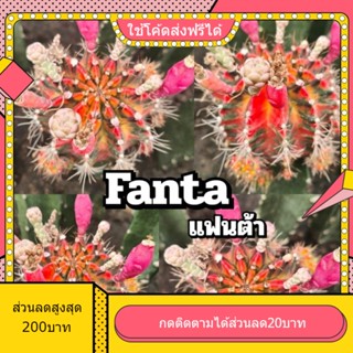 เมล็ด Fanta แฟนต้า 1หลอด ได้150เมล็ด+++