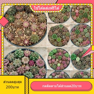 ยกพอตไดโนเสาร์ ไม้เมล็ด สุดคุ้ม ตละกูลไดโนเสาร์